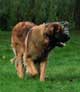 Leonberger, Amelie-Floréal des Neiges de Chantelouve