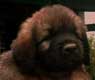 Leonberger, Amelie-Floréal des Neiges de Chantelouve