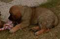 Leonberger, Amelie-Floréal des Neiges de Chantelouve