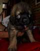 Leonberger, Amelie-Floréal des Neiges de Chantelouve