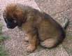 Leonberger, Amelie-Floréal des Neiges de Chantelouve