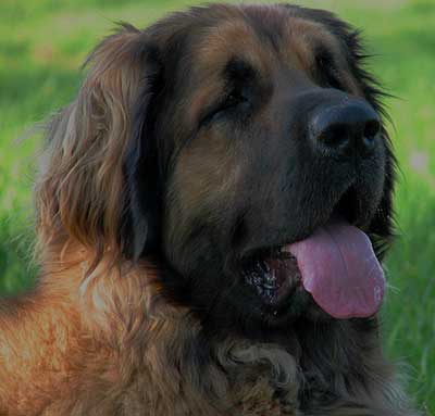Une belle tte de Leonberg, massive mais lgante.