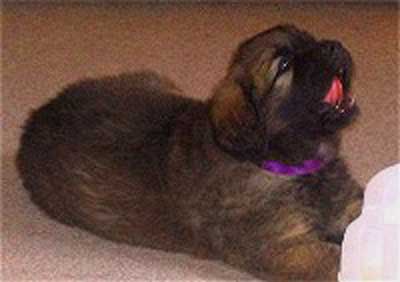 Bb lilas, notre lili, un beau bb nounours