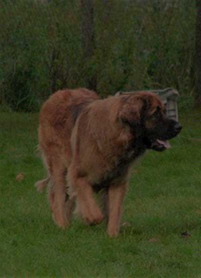 Un rsum de Leonberg, entre puissance et lgance, force et grce, aristocratie et rusticit