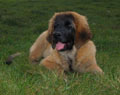 Leonberger, Antonin-Floréal des Neiges de Chantelouve