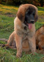 Leonberger, Antonin-Floréal des Neiges de Chantelouve