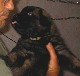 Leonberger, Antonin-Floréal des Neiges de Chantelouve