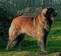 Leonberger, Antonin-Floréal des Neiges de Chantelouve