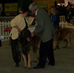 Leonberger, Antonin-Floreal des Neiges de Chantelouve en exposition de beauté