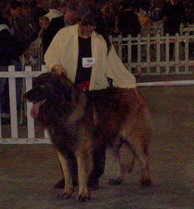  Leonberger, Antonin-Floreal des Neiges de Chantelouve en exposition de beauté