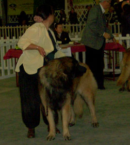  Leonberger, Antonin-Floreal des Neiges de Chantelouve en exposition de beauté