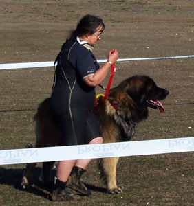 Notre Leonberg Antonin-Floral en concours de travail  l'eau  Angoulins en 2009 russit son deuxime degr de sauvetage aquatique. Epreuve de travail au sol