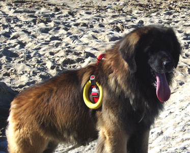 Notre Leonberg Antonin-Floréal en concours de travail à l'eau à Angoulins en 2009 réussit son deuxième degré de sauvetage aquatique. Epreuve de travail au sol