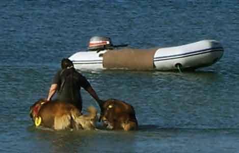 Notre Leonberg Antonin-Floréal en concours de travail à l'eau à Angoulins en 2009 réussit son deuxième degré de sauvetage aquatique. Epreuve de travail au sol Notre Leonberg Antonin-Floréal en concours de travail à l'eau à Angoulins en 2009 réussit son deuxième degré de sauvetage aquatique. Epreuve de travail au sol