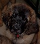 Leonberger, Antonin-Floréal des Neiges de Chantelouve