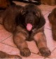 Leonberger, Antonin-Floréal des Neiges de Chantelouve