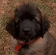 Leonberger, Antonin-Floréal des Neiges de Chantelouve