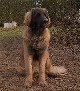 Leonberger, Antonin-Floréal des Neiges de Chantelouve