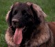 Leonberger, Antonin-Floréal des Neiges de Chantelouve