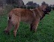 Leonberger, Antonin-Floréal des Neiges de Chantelouve