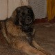 Leonberger, Antonin-Floréal des Neiges de Chantelouve