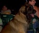 Leonberger, Antonin-Floréal des Neiges de Chantelouve