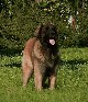 Leonberger, Antonin-Floréal des Neiges de Chantelouve
