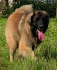 Leonberger, Antonin-Floréal des Neiges de Chantelouve