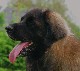 Leonberger, Antonin-Floréal des Neiges de Chantelouve