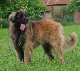 Leonberger, Antonin-Floréal des Neiges de Chantelouve