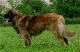 Leonberger, Antonin-Floréal des Neiges de Chantelouve