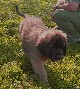 Leonberger, Antonin-Floréal des Neiges de Chantelouve