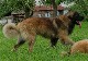 Leonberger, Antonin-Floréal des Neiges de Chantelouve