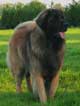 Leonberger, Antonin-Floréal des Neiges de Chantelouve