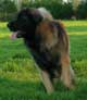 Leonberger, Antonin-Floréal des Neiges de Chantelouve