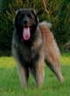 Leonberger, Antonin-Floréal des Neiges de Chantelouve