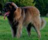 Leonberger, Antonin-Floréal des Neiges de Chantelouve