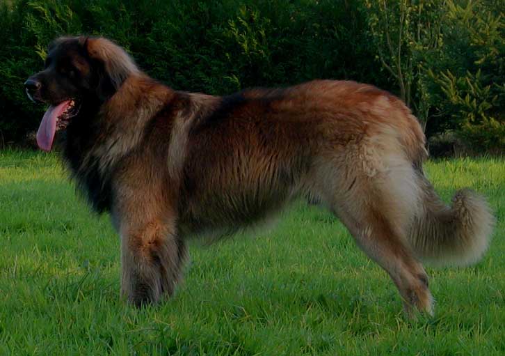 Leonberger CHIB Antonin-Floréal des Neiges de Chantelouve 