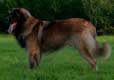 Leonberger, Antonin-Floréal des Neiges de Chantelouve