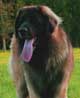 Leonberger, Antonin-Floréal des Neiges de Chantelouve