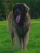 Leonberger, Antonin-Floréal des Neiges de Chantelouve