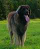 Leonberger, Antonin-Floréal des Neiges de Chantelouve