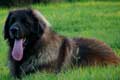 Leonberger, Antonin-Floréal des Neiges de Chantelouve