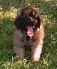 Leonberger, Antonin-Floréal des Neiges de Chantelouve