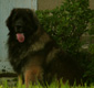 Leonberger, Antonin-Floréal des Neiges de Chantelouve