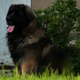 Leonberger, Antonin-Floréal des Neiges de Chantelouve