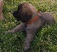 Leonberger, Antonin-Floréal des Neiges de Chantelouve