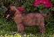 Leonberger, Antonin-Floréal des Neiges de Chantelouve