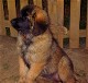 Leonberger, Antonin-Floréal des Neiges de Chantelouve