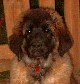 Leonberger, Antonin-Floréal des Neiges de Chantelouve
